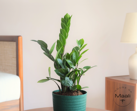 ZZ - Green (Large) + 14cm Green Recycled Plastic Planter