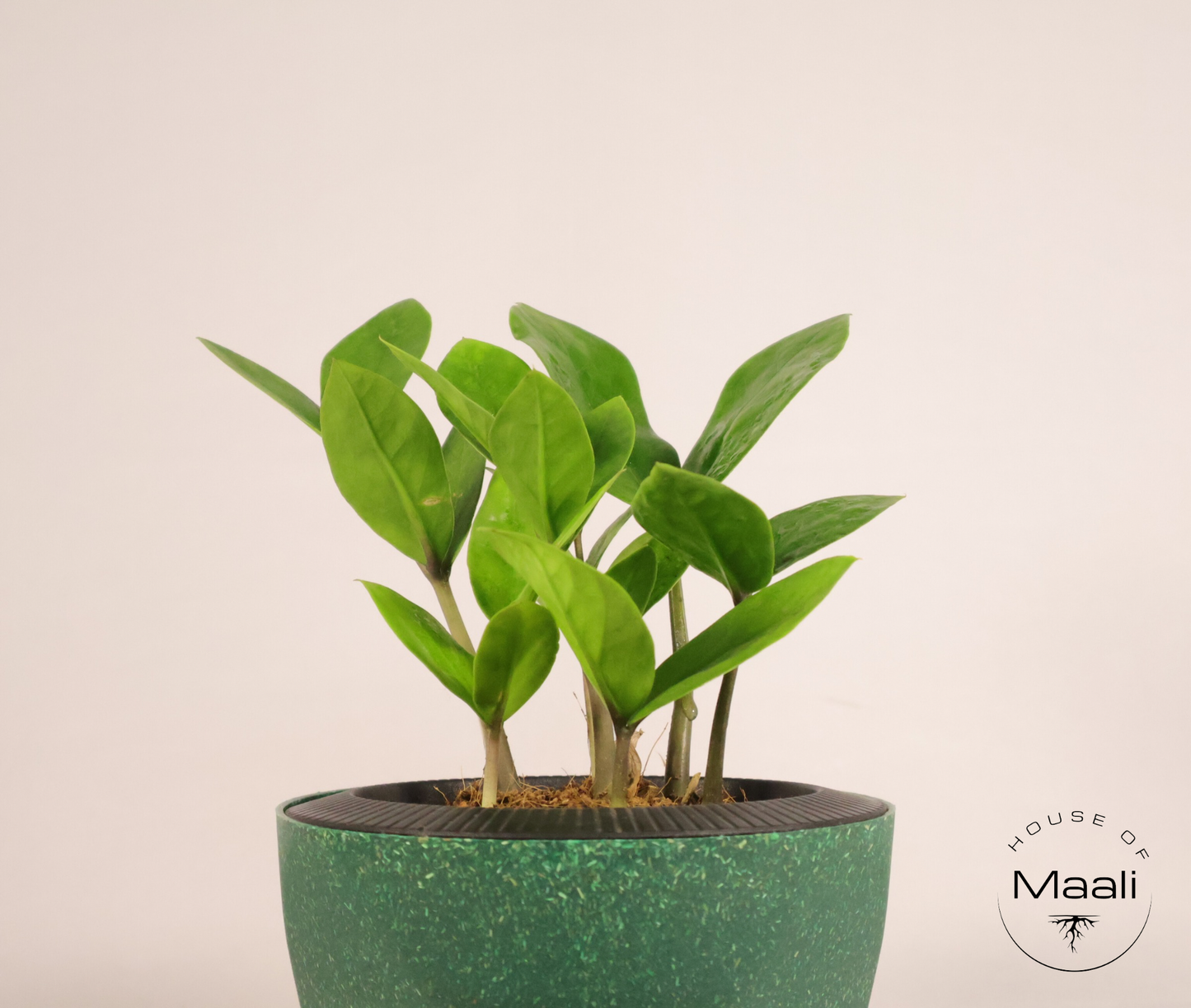 ZZ - Green + 13cm Green Self-watering Desk Planter