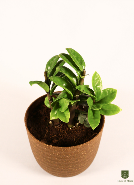 ZZ Zamia (Large) + 14cm Brown Recycled Planter