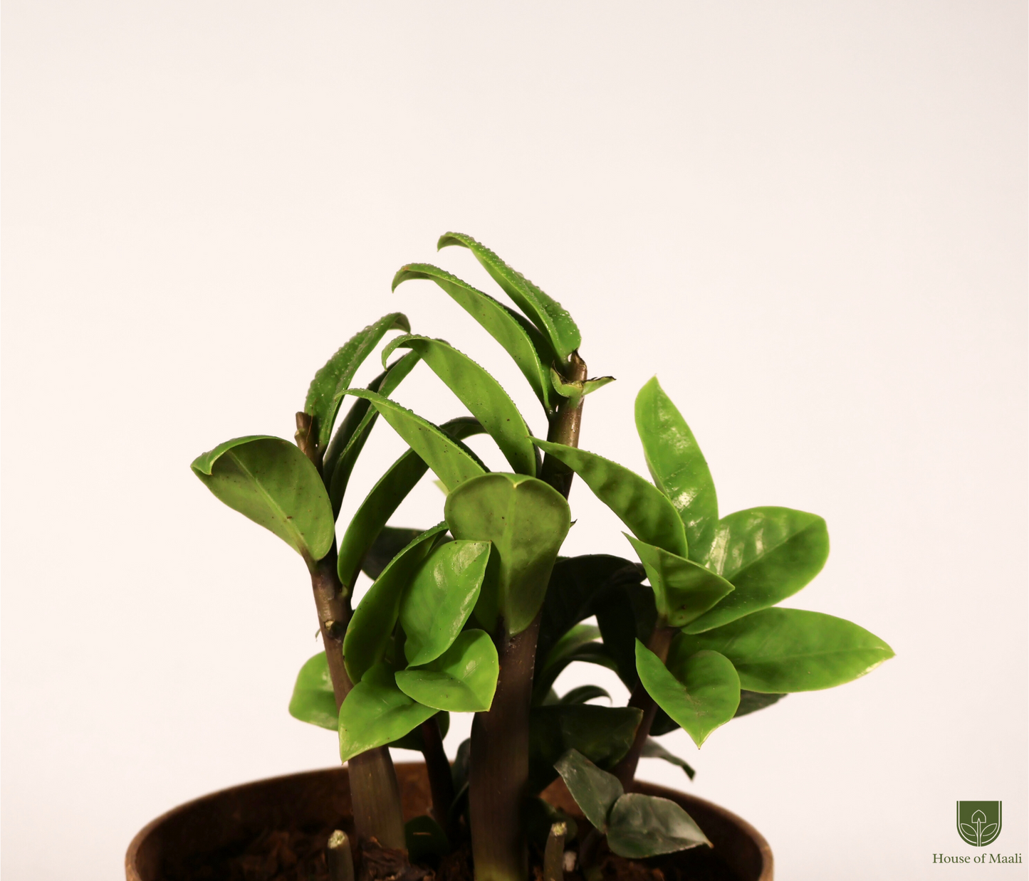 ZZ Zamia (Large) + 14cm Brown Recycled Planter