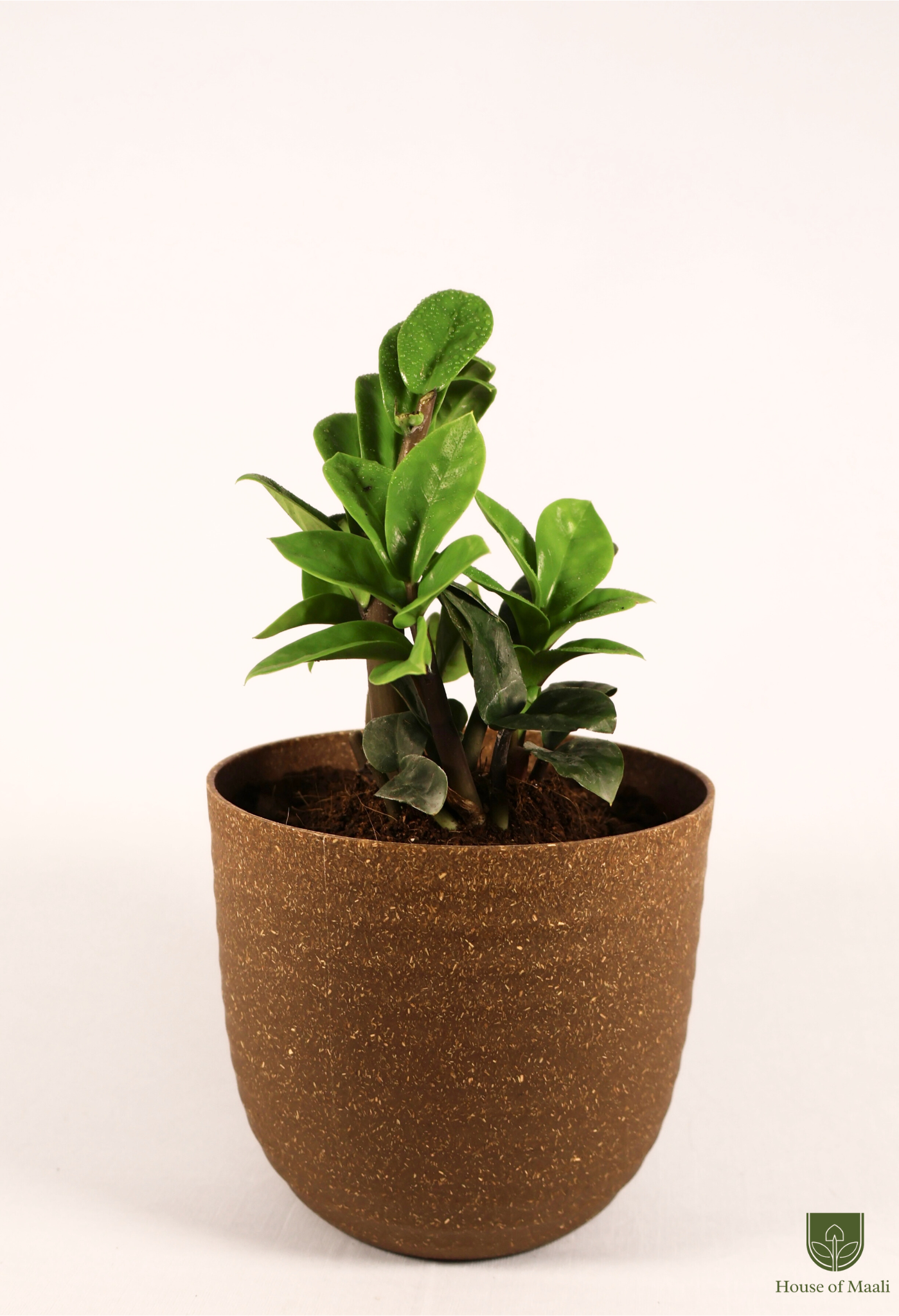 ZZ Zamia (Large) + 14cm Brown Recycled Planter