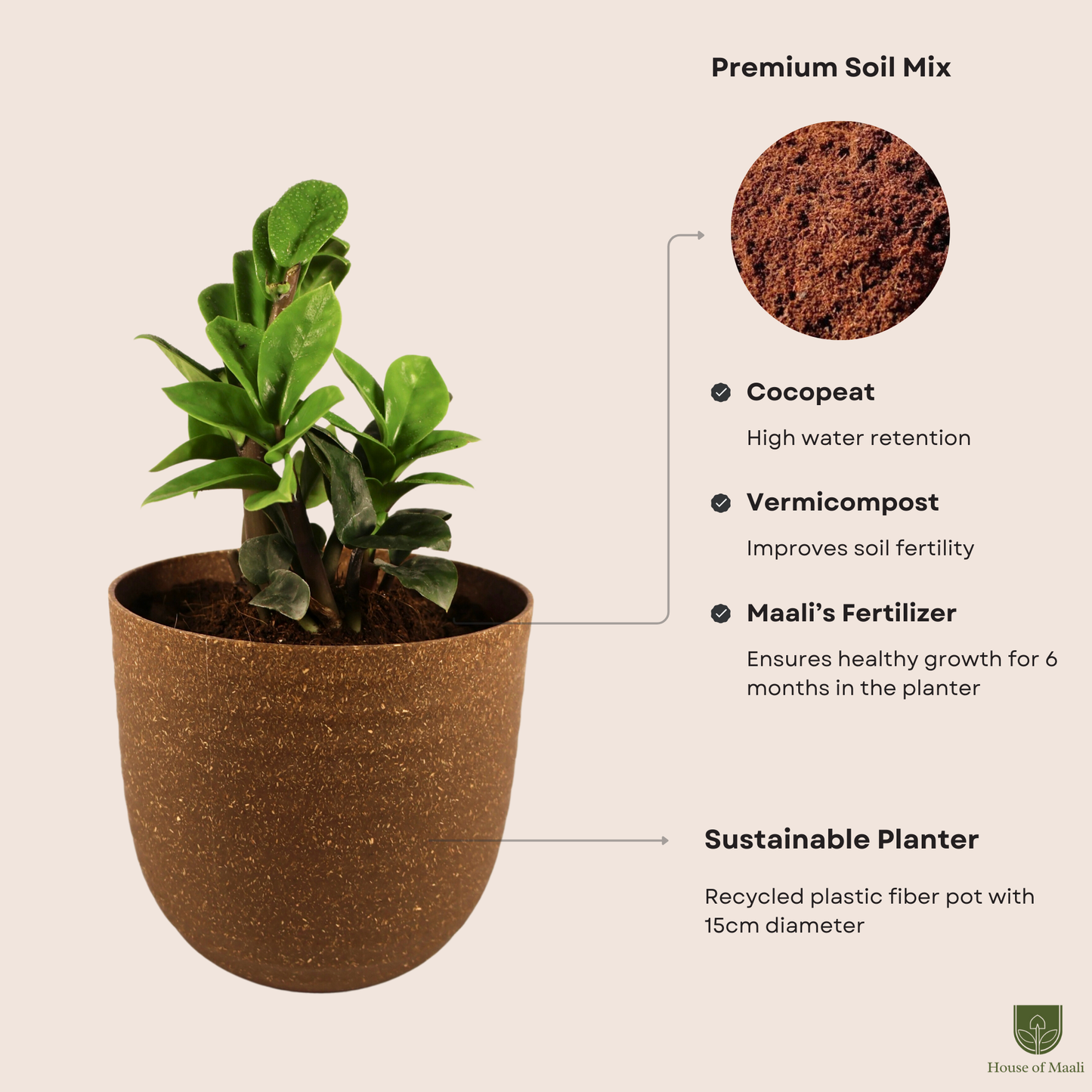 ZZ Zamia (Large) + 14cm Brown Recycled Planter