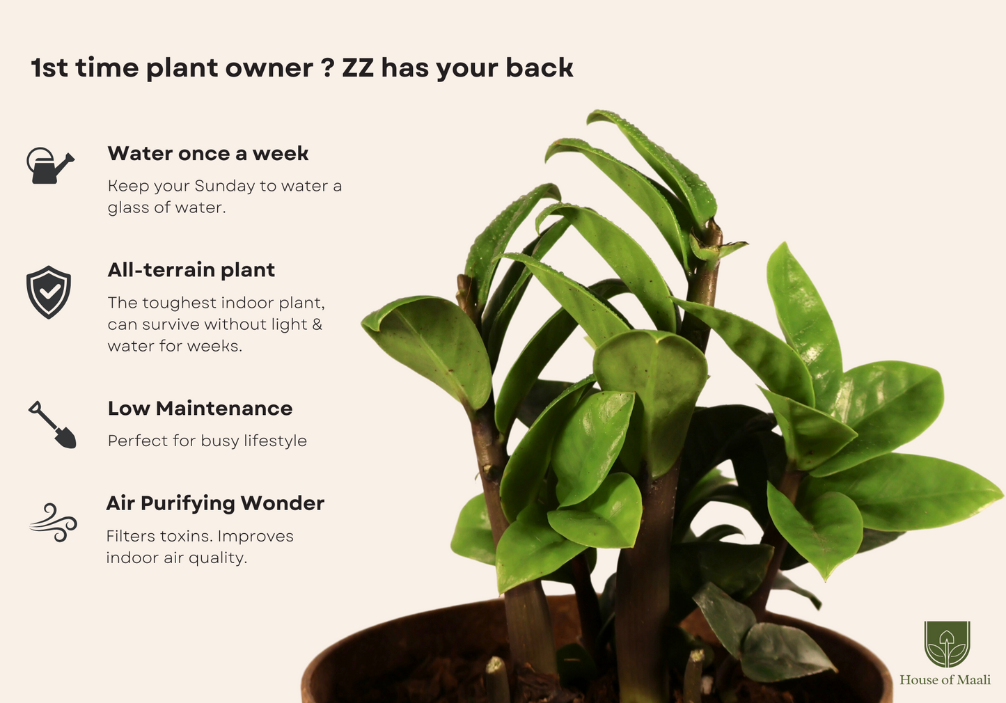 ZZ Zamia (Large) + 14cm Brown Recycled Planter