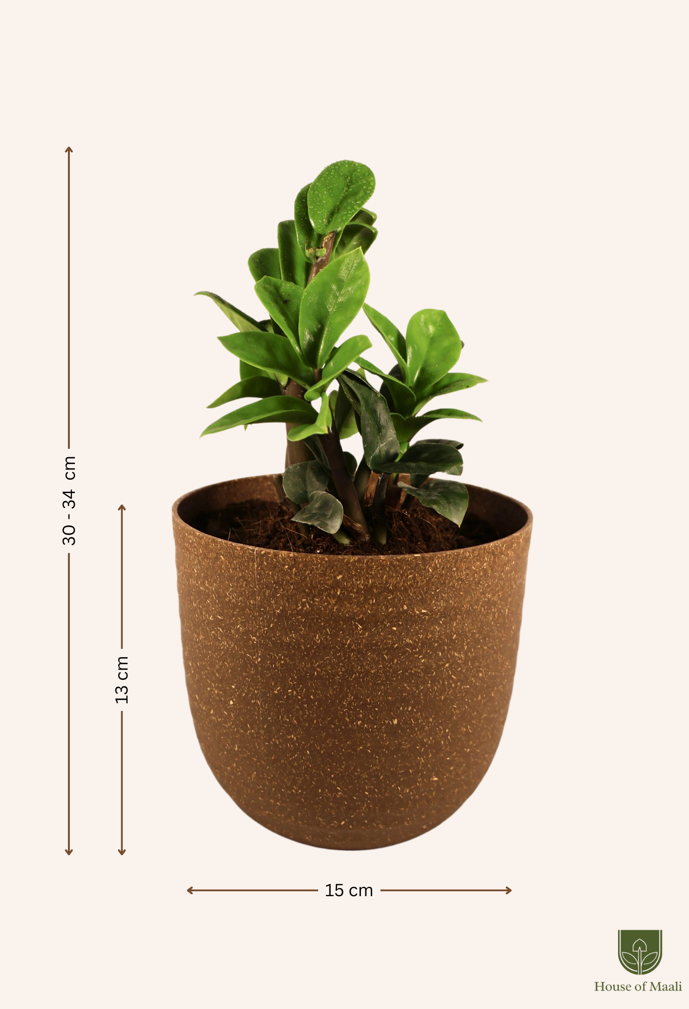 ZZ Zamia (Large) + 14cm Brown Recycled Planter