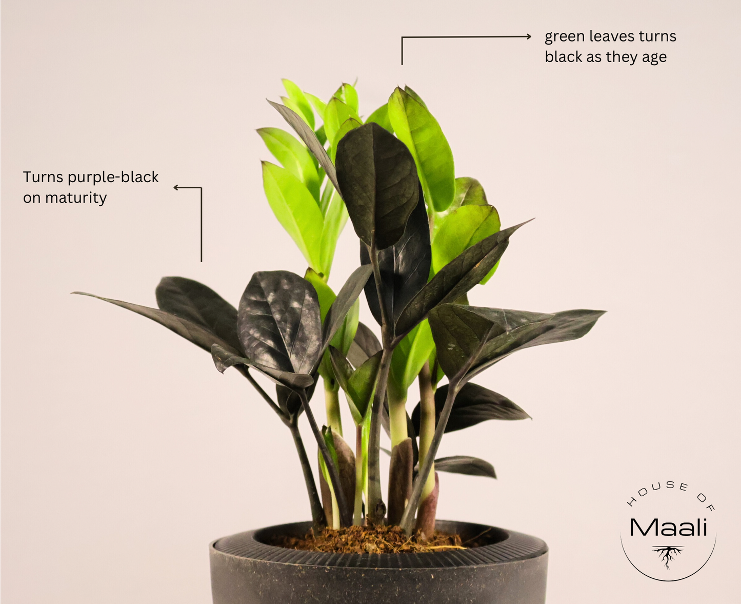 ZZ - Black (Raven) + 13cm Black Self-watering Desk Planter