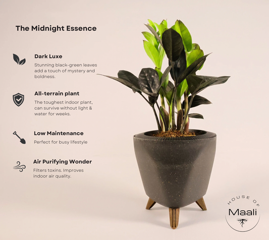 ZZ - Black (Raven) + 13cm Black Self-watering Desk Planter