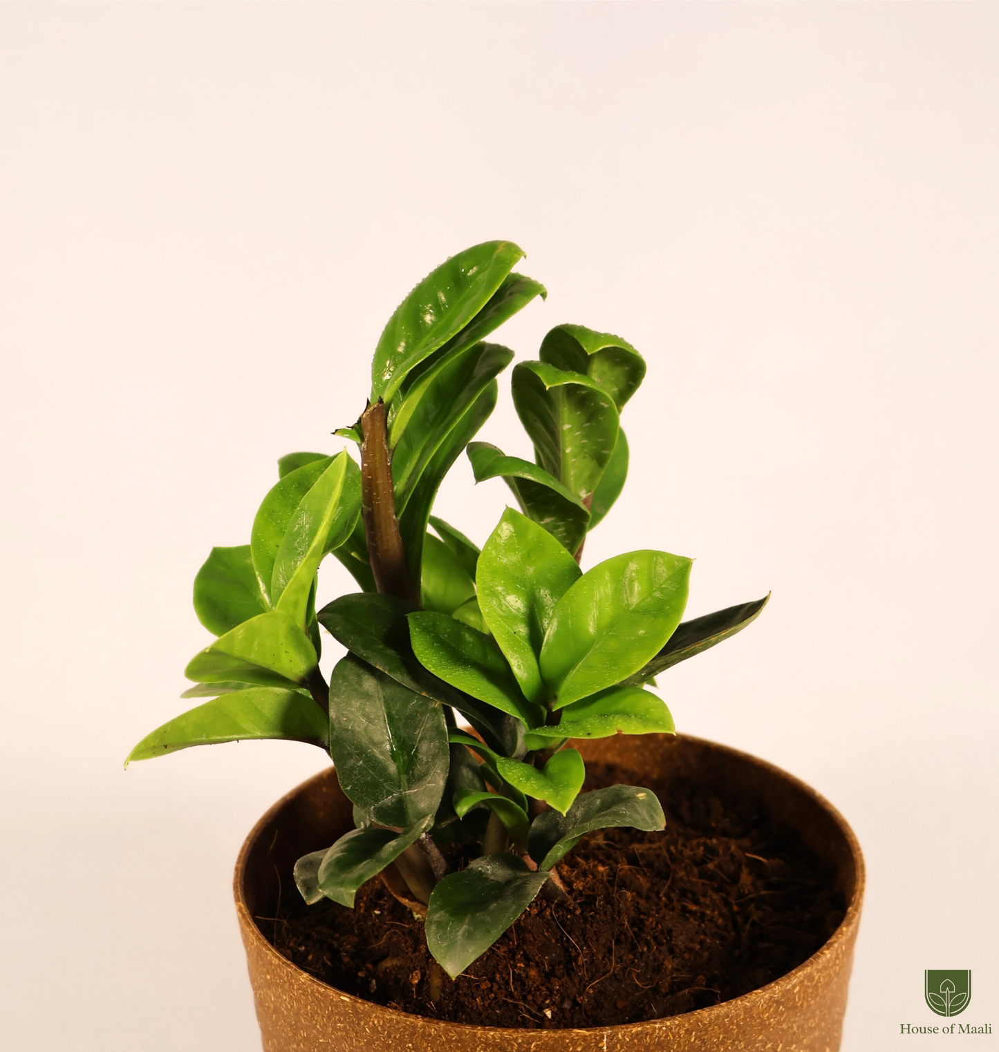 ZZ Zamia (Large) + 14cm Brown Recycled Planter