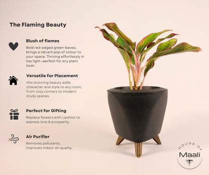 Aglaonema - Red Lipstick + 13cm Black Self-Watering Recycled Plastic Planter